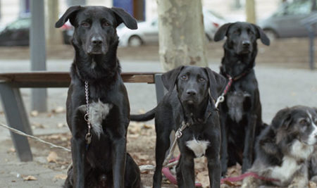 Amandine Turri Hoelken – « ZONE 54 : À la recherche des punks à chiens »