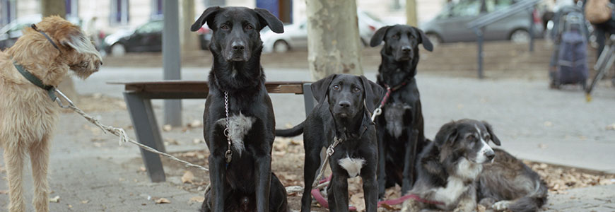 Amandine Turri Hoelken – « ZONE 54 : À la recherche des punks à chiens »